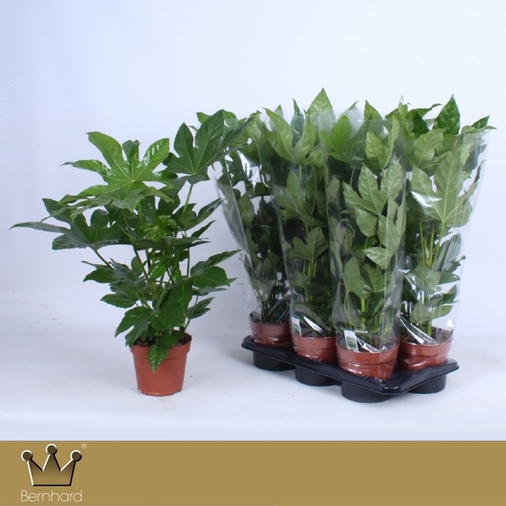 Fatsia Japonica T17 H60