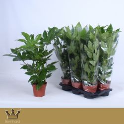 Fatsia Japonica T17 H60