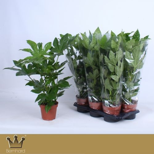 Fatsia Japonica T17 H60