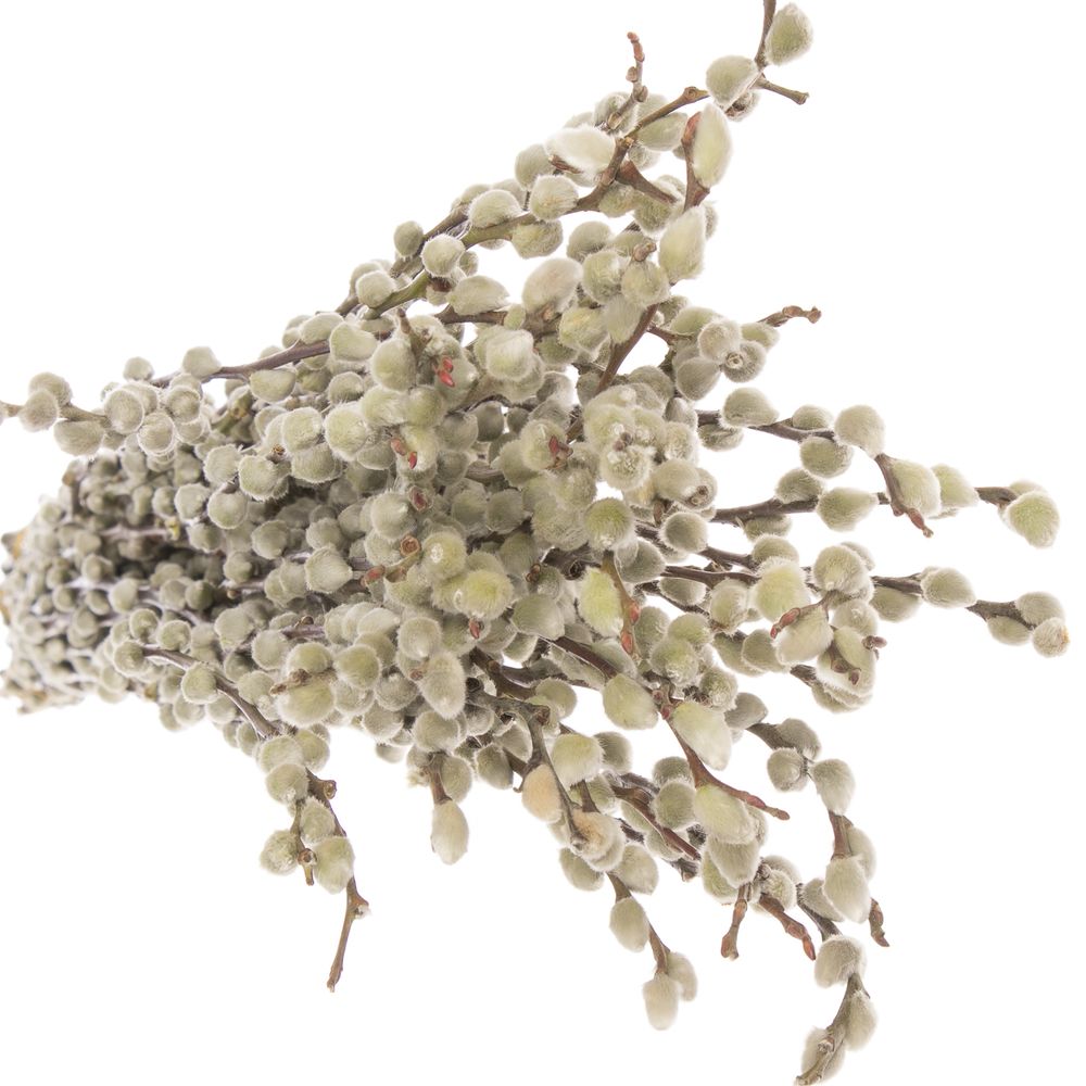 Kätzchen weiss Snowflake 90cm
