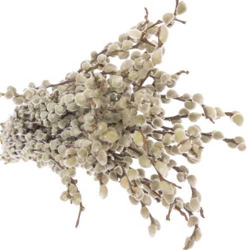 Kätzchen weiss Snowflake 90cm