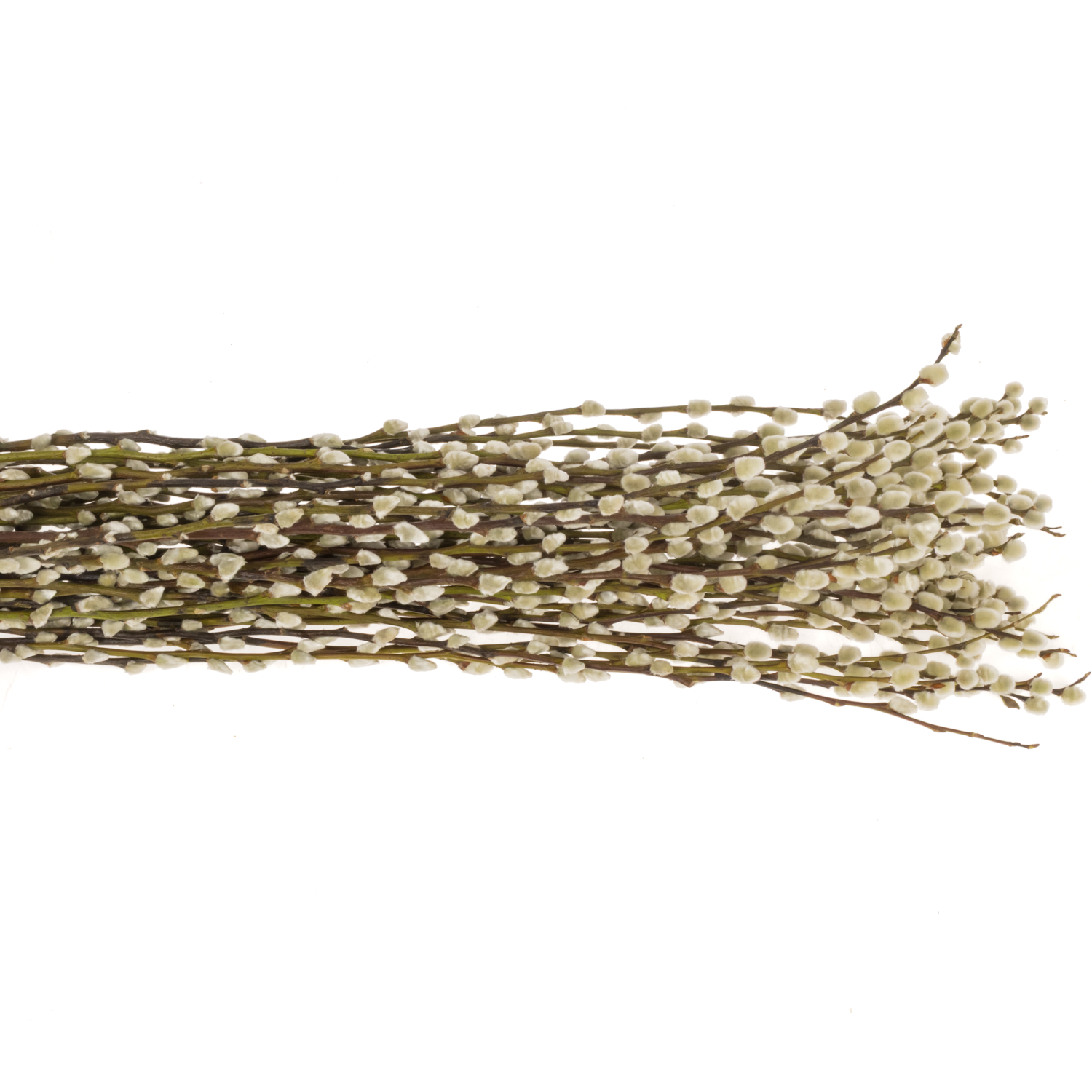 Kätzchen weiss Snowflake 90cm