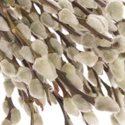 Kätzchen weiss Snowflake 90cm