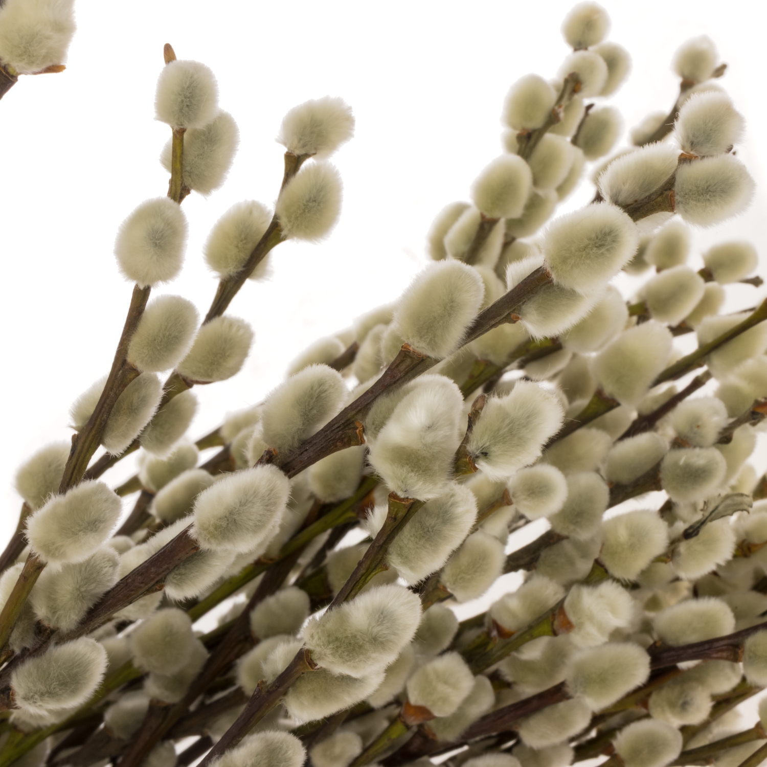 Kätzchen weiss Snowflake 90cm