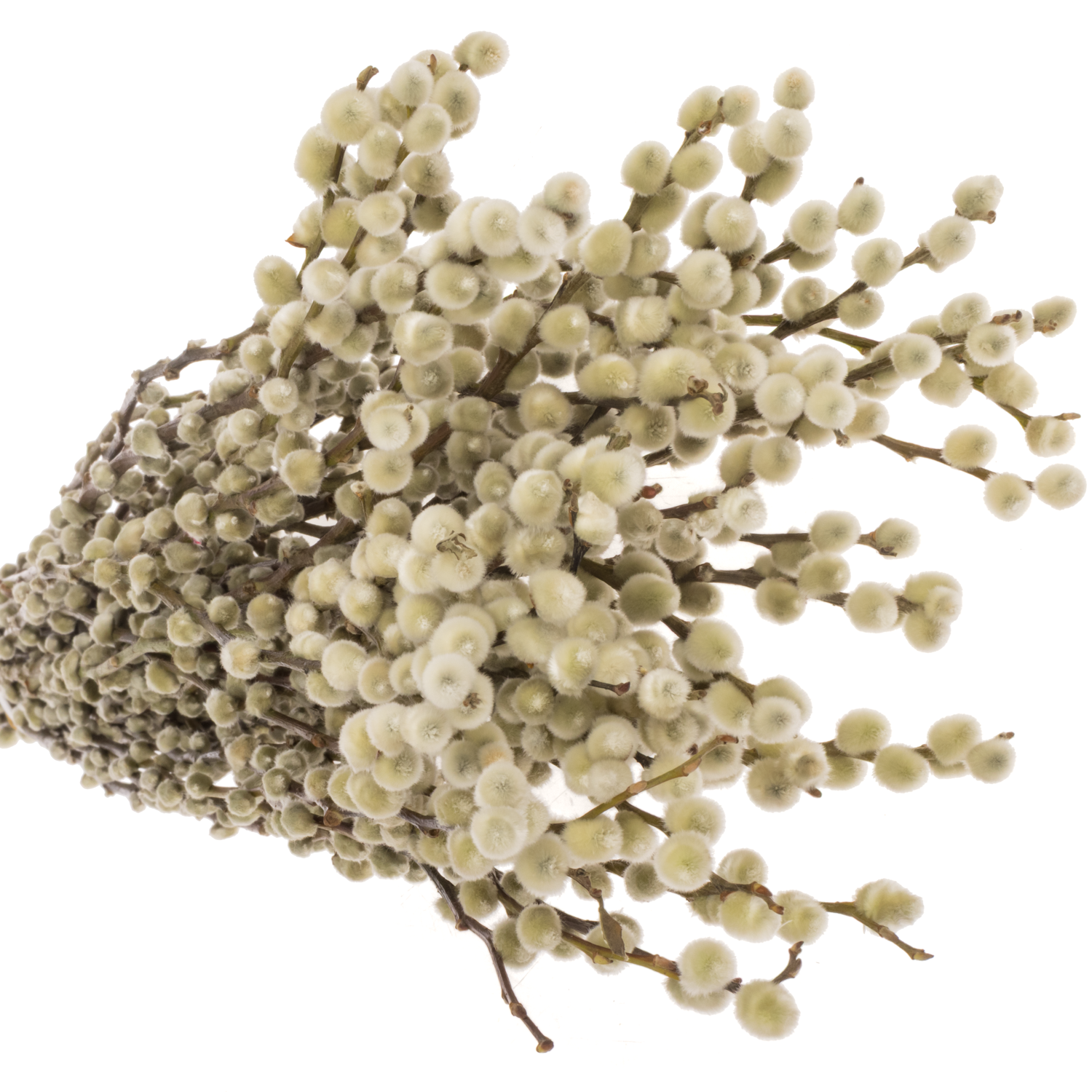 Kätzchen weiss Snowflake 90cm