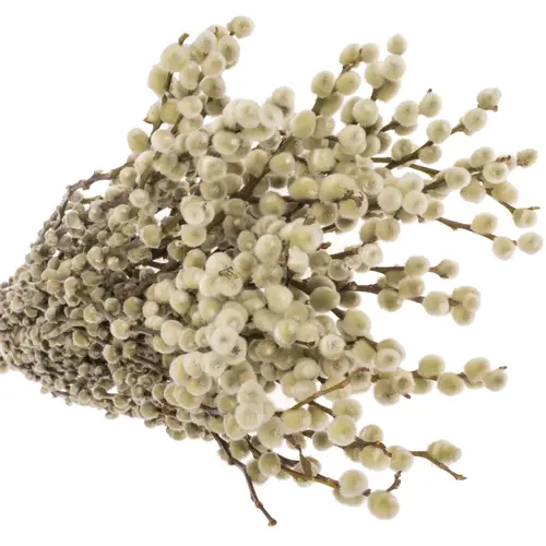 Kätzchen weiss Snowflake 90cm