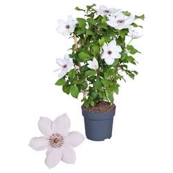 Clematis weiss Boulevard T15 H050