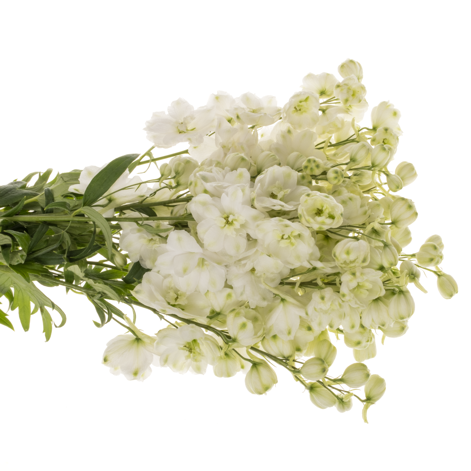 Delphinium weiss Spyker 80cm