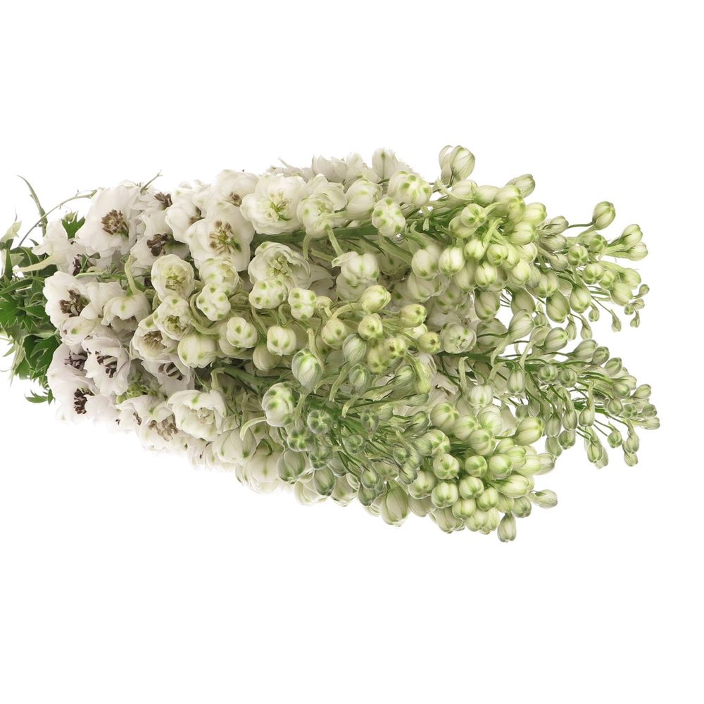 Delphinium weiss Spyker 80cm
