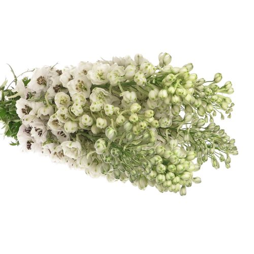 Delphinium weiss Spyker 80cm