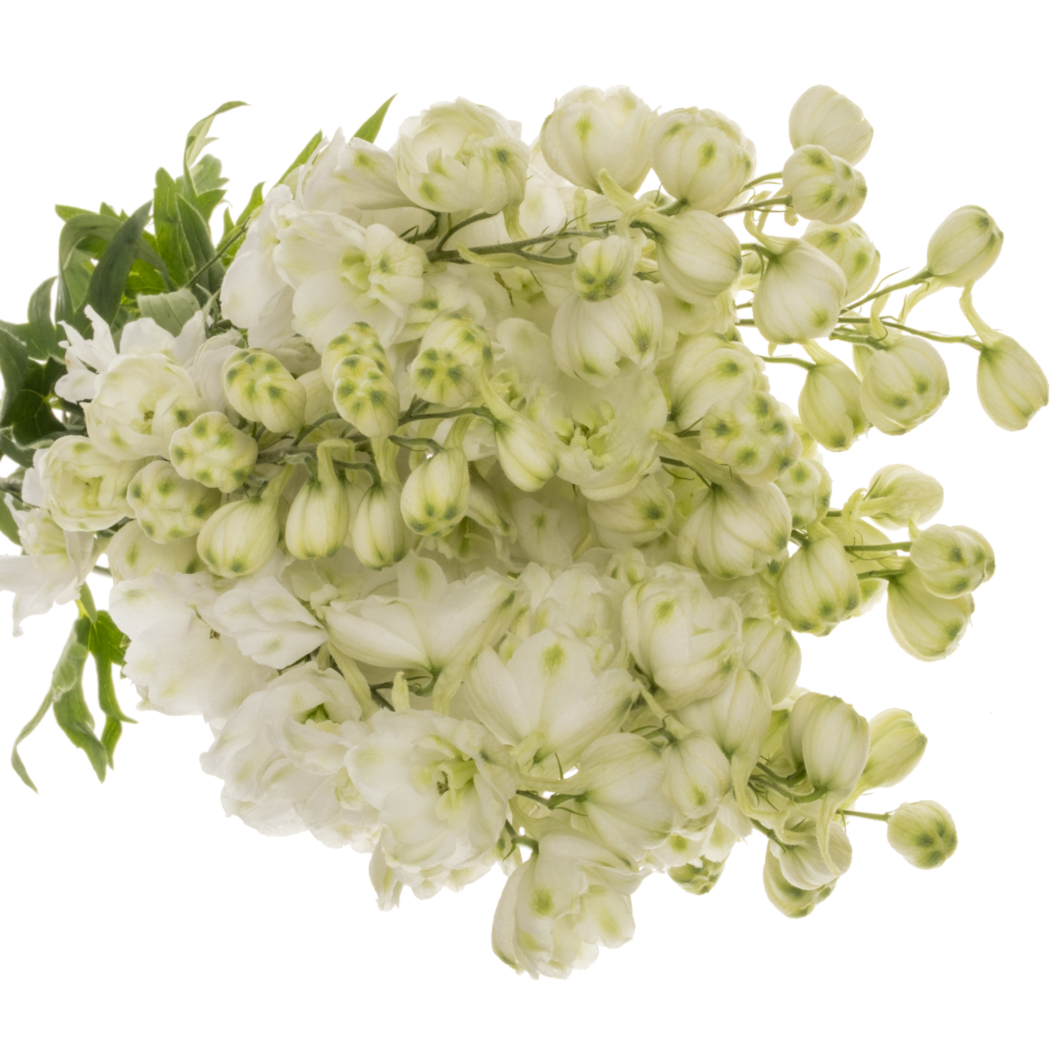 Delphinium weiss Spyker 80cm