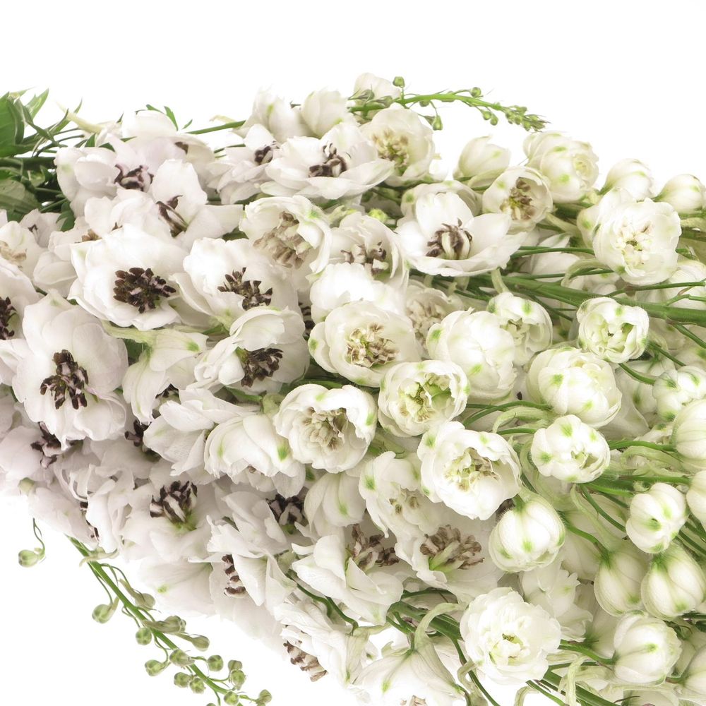 Delphinium weiss Spyker 80cm