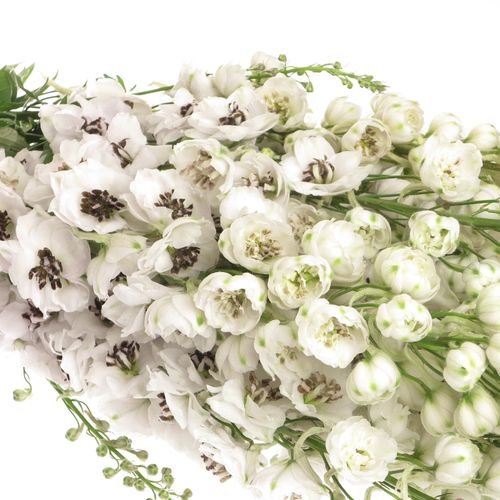 Delphinium weiss Spyker 80cm