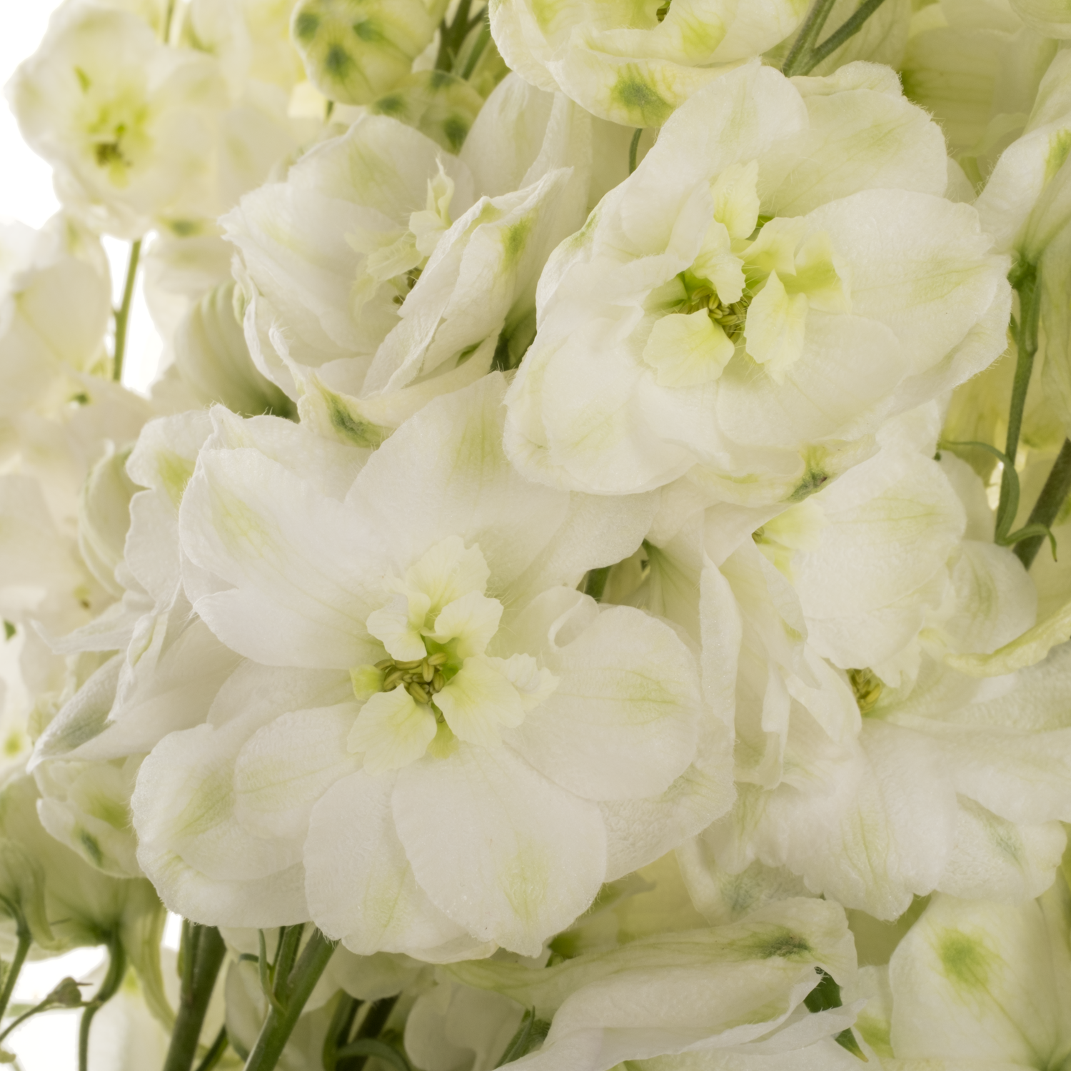 Delphinium weiss Spyker 80cm