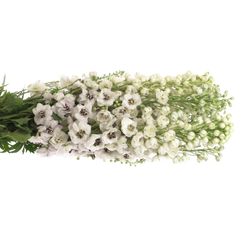 Delphinium weiss Spyker 80cm