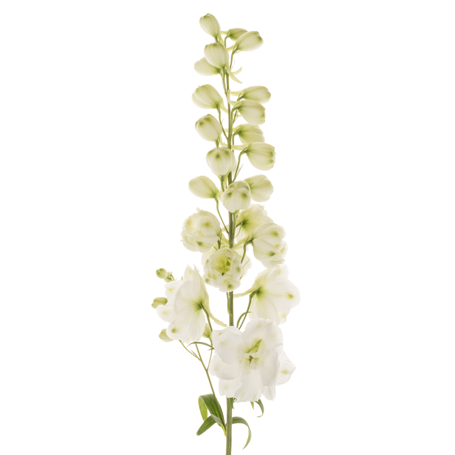 Delphinium weiss Spyker 80cm