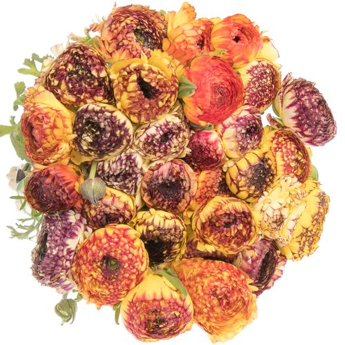 Ranunkel gel/rt Ex Italien Bulbilli 40cm x30