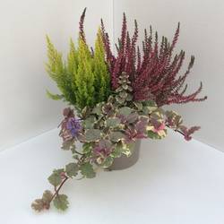 Calluna GG +Ajuga mix T17 H025