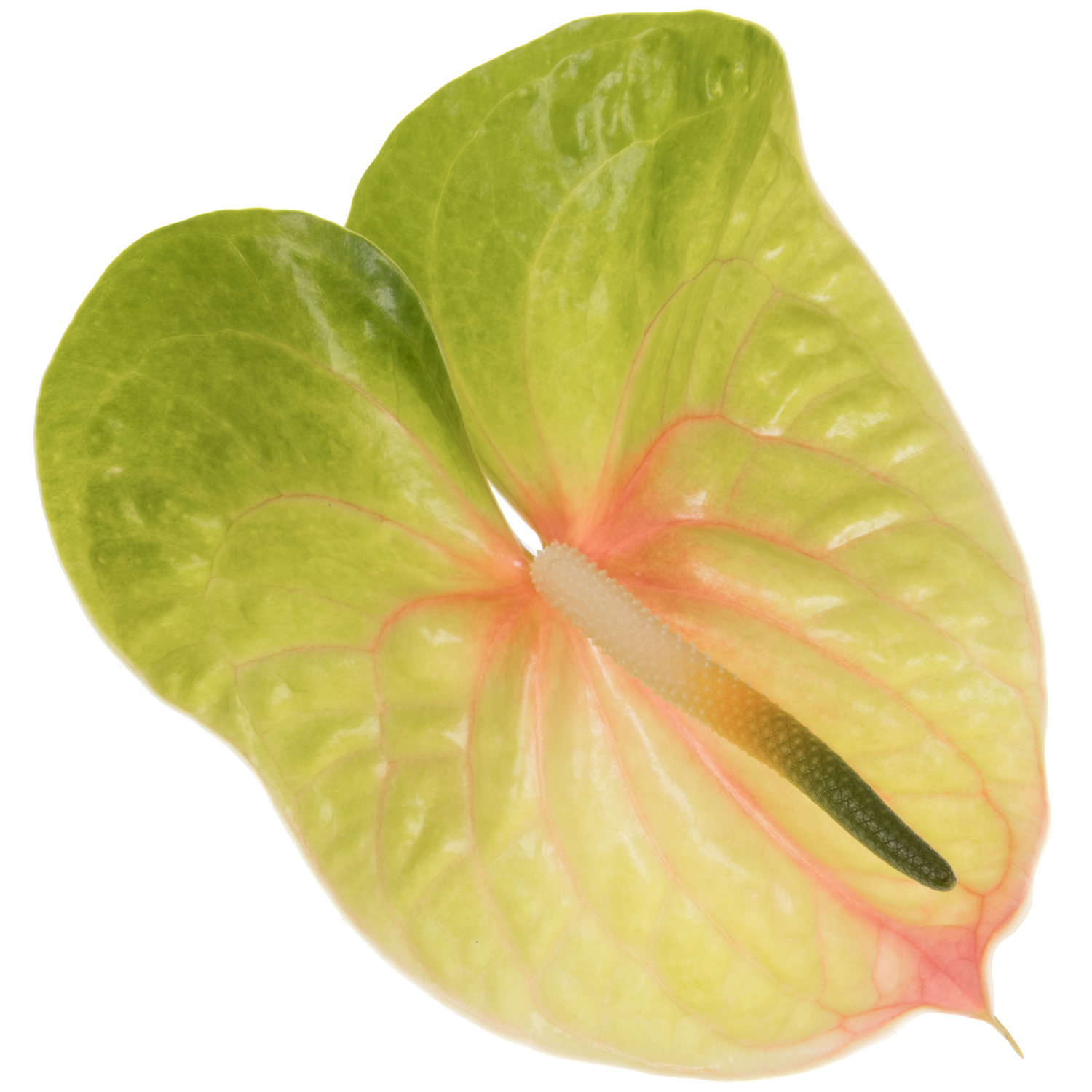Anthurium grün Lucardi Blüte 13cm