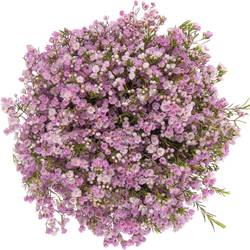Wachsflower rosa  Pirouette 55 Gramm 70cm