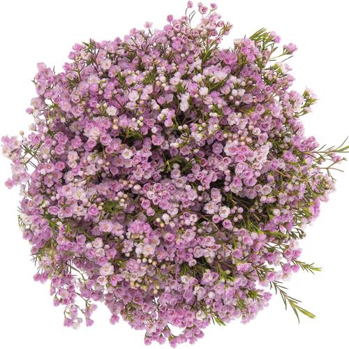 Wachsflower hell rosa  Pirouette 55 Gramm 70cm