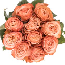 Rose lachs Kahala (Ec) 50cm X10