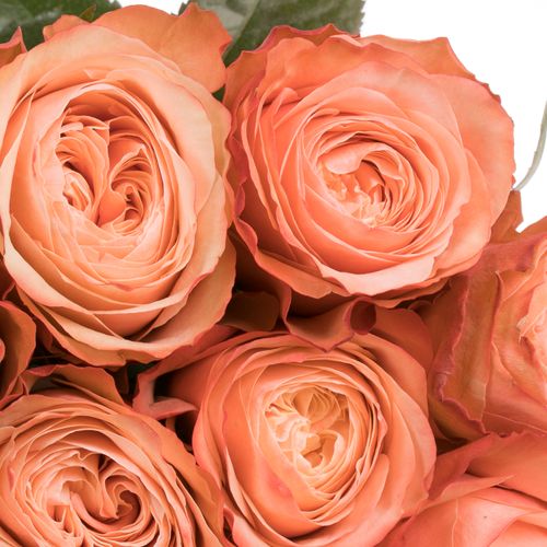 Rose lachs Kahala (Ec) 50cm X10