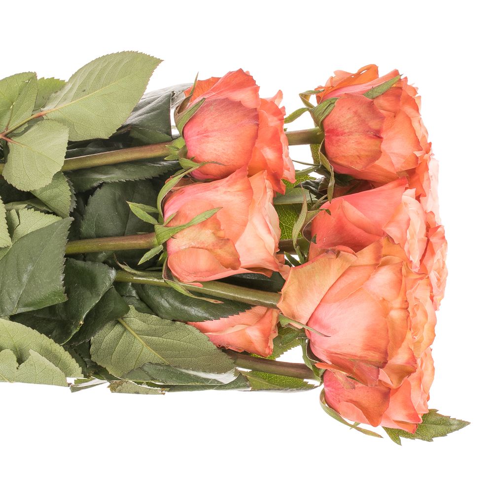 Rose lachs Kahala (Ec) 50cm X10