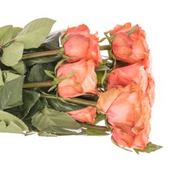 Rose lachs Kahala (Ec) 50cm X10