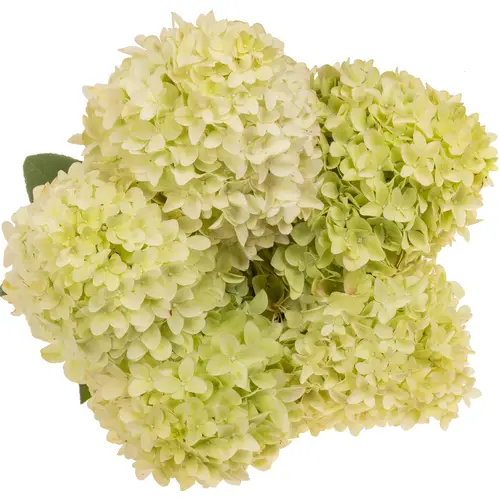 Hortensie hell grün/creme Mag candle Bol 11cm 70cm