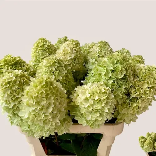 Hortensie hell grün Mag candle Bol 12cm 70cm