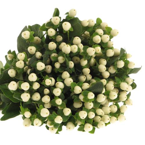 Hypericum weiss Coco Uno 60cm