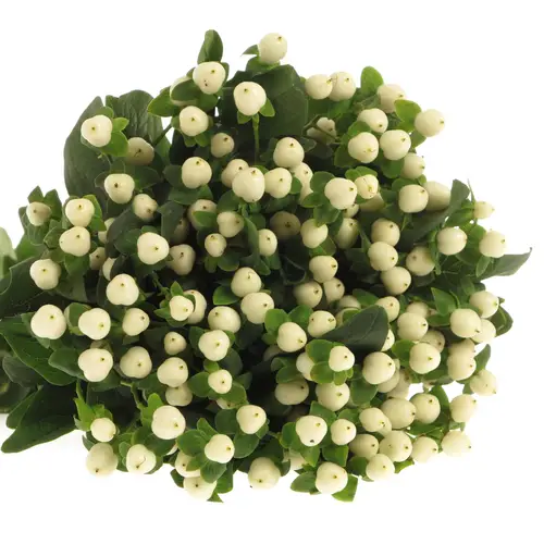 Hypericum weiss Coco Uno 60cm