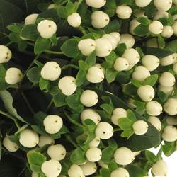 Hypericum weiss Coco Uno 60cm