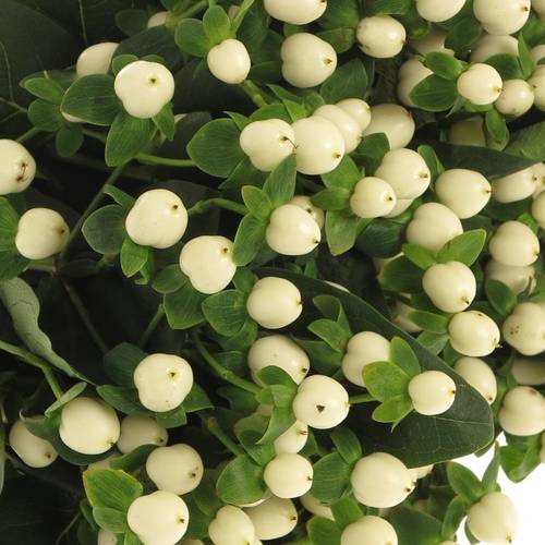 Hypericum weiss Coco Uno 60cm