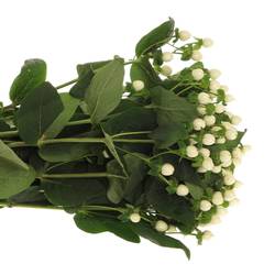 Hypericum weiss Coco Uno 60cm