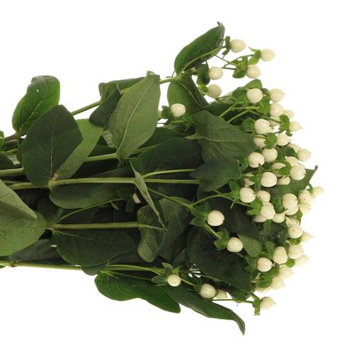 Hypericum weiss Coco Uno 60cm