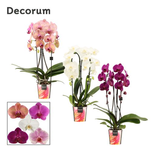 Phal.2-R Cascade mix T12 H55