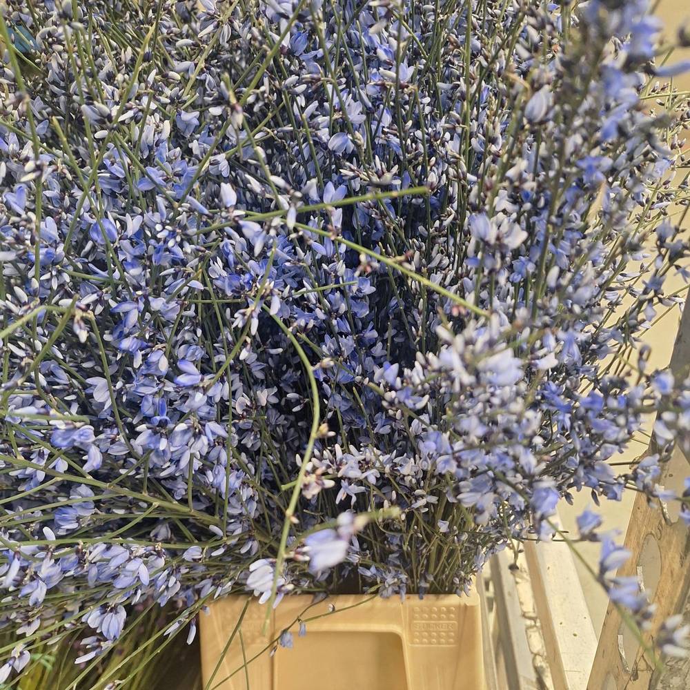 Ginster dunkel blau 400 Gramm