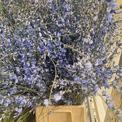 Ginster dunkel blau 400 Gramm