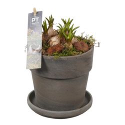 Muscari.Arr PTMB2550 T13 H21