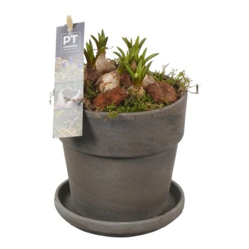 Muscari.Arr PTMB2550 T13 H21