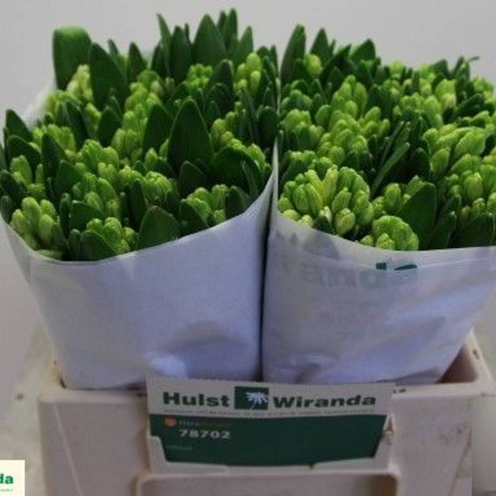 Hyazinthe weiss Schnitt Antarctica 27cm