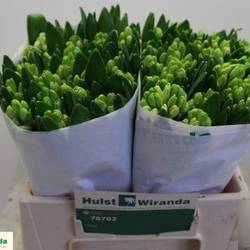 Hyazinthe weiss Schnitt Antarctica 27cm