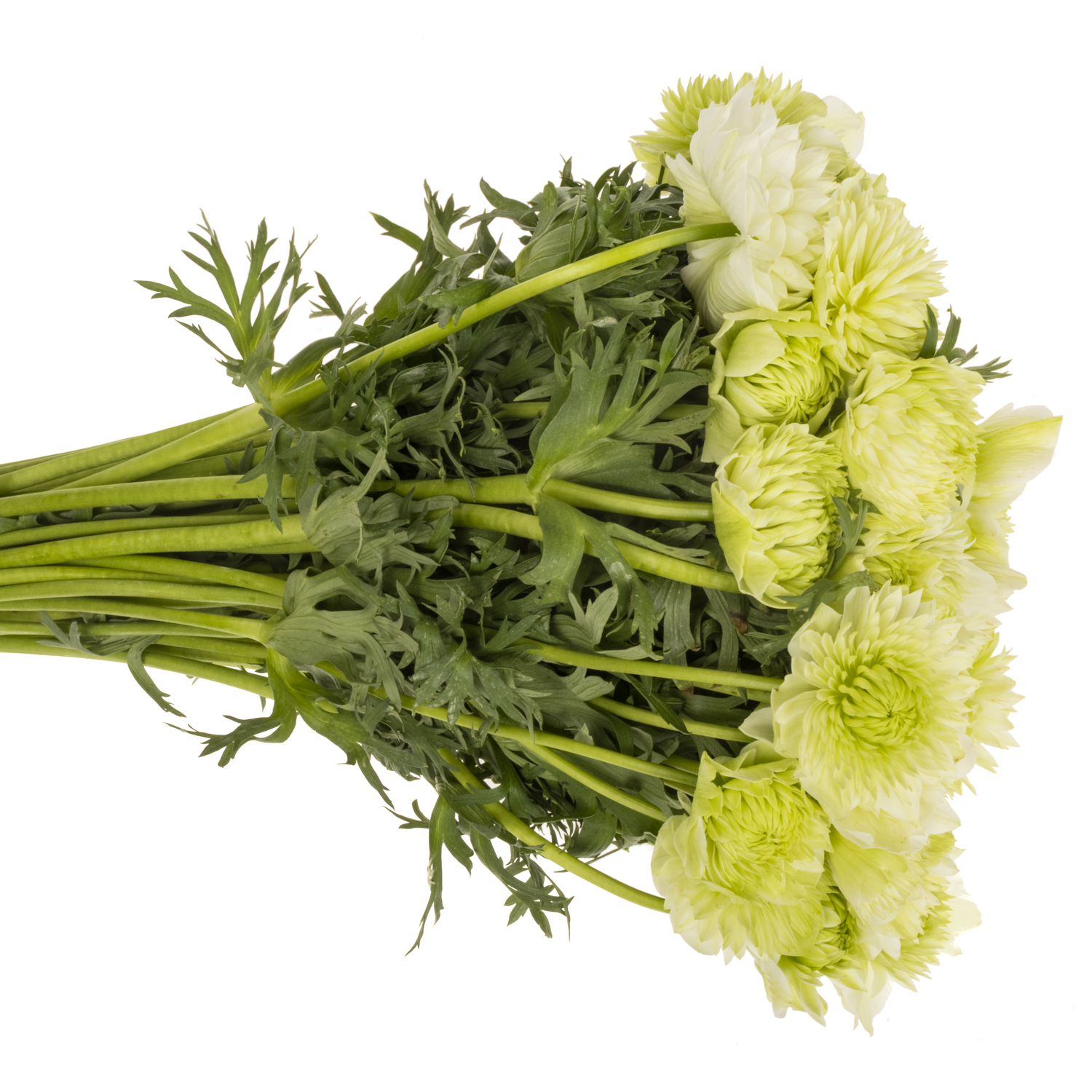 Anemone creme Fullstar Pure White Israel 35cm x 50