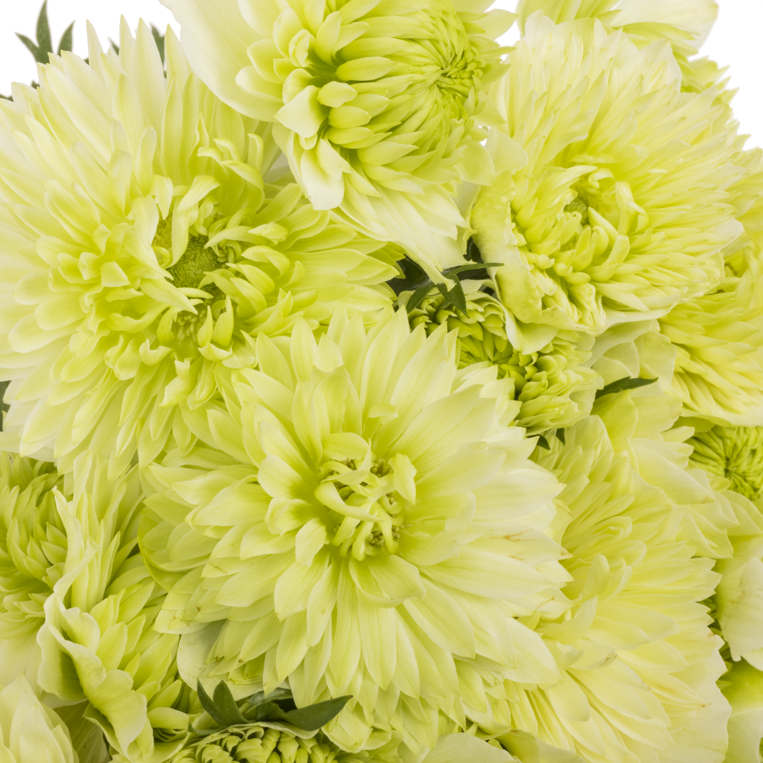 Anemone creme Fullstar Pure White Israel 35cm x 50