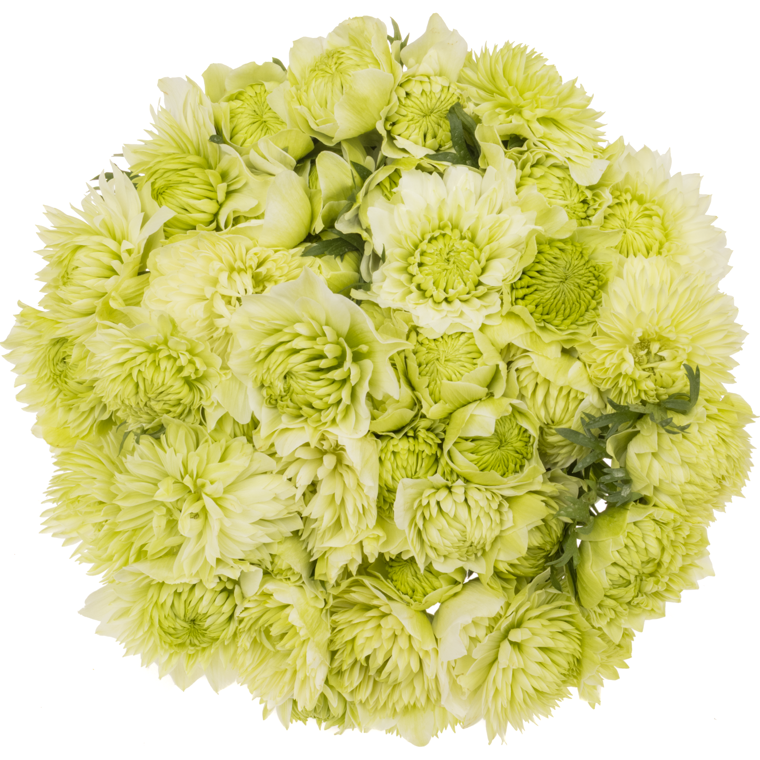 Anemone creme Fullstar Pure White Israel 35cm x 50