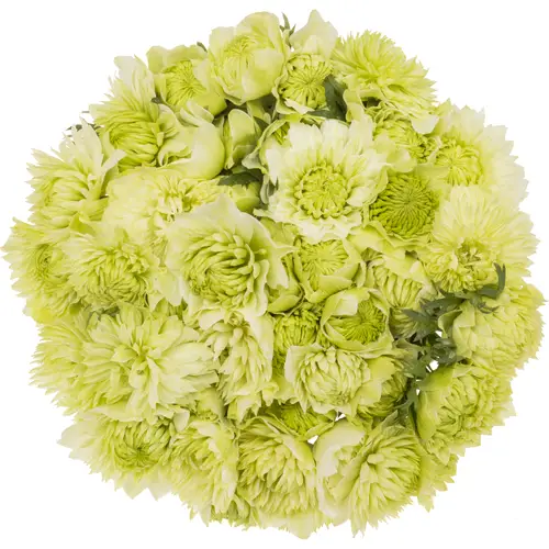 Anemone creme Fullstar Pure White Israel 35cm x 50