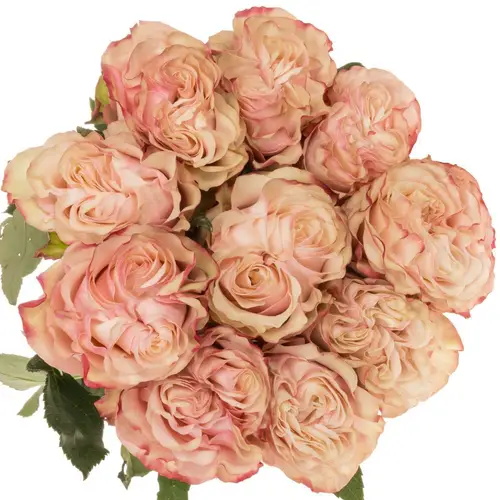 Rose creme/rosa Country Candy (Ec) 40cm X10
