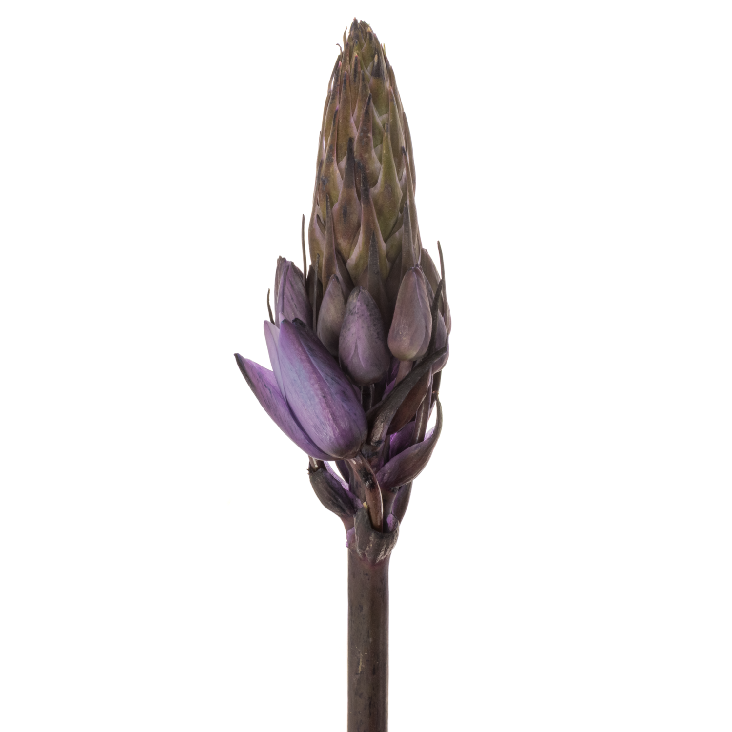 Ornithogalum violet gefärbt 60cm